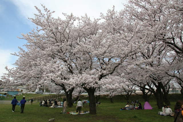 坂本青少年広場